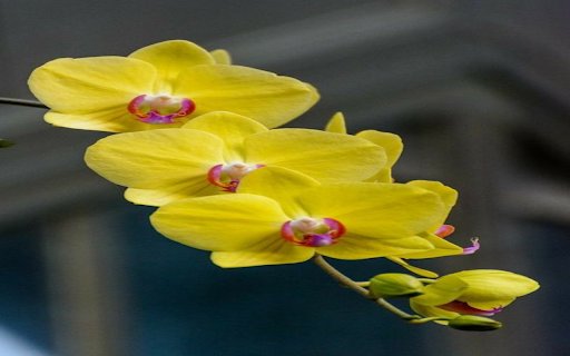 Yellow Phalaenopsis Orchid Wallpaper  from Chrome web store to be run with OffiDocs Chromium online