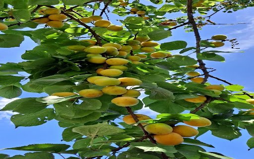 yellow plum tree wallpaper  from Chrome web store to be run with OffiDocs Chromium online