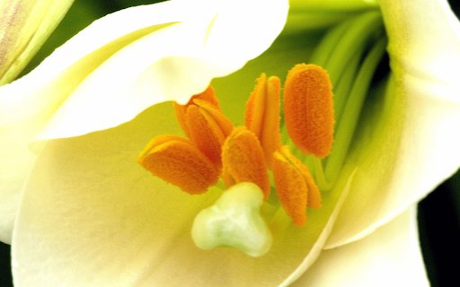 Yellow pollen from Chrome web store to be run with OffiDocs Chromium online Yellow pollen from Chrome web store to be run with OffiDocs Chromium online
