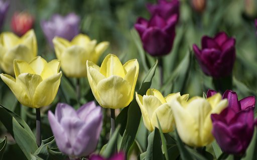 Yellow Purple Tulips from Chrome web store to be run with OffiDocs Chromium online Yellow Purple Tulips from Chrome web store to be run with OffiDocs Chromium online