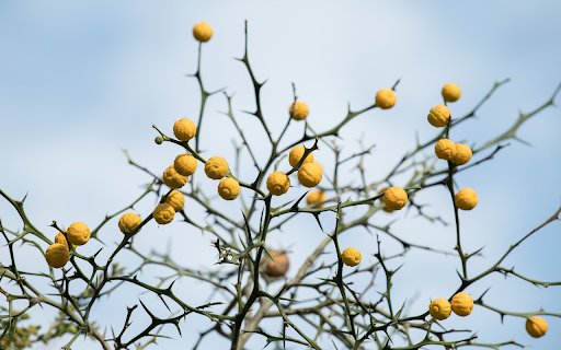 Yellow ripe fruits on a thorn tree  from Chrome web store to be run with OffiDocs Chromium online