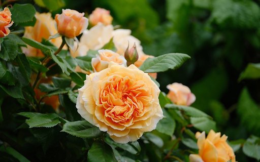 Yellow Rose Bush  from Chrome web store to be run with OffiDocs Chromium online