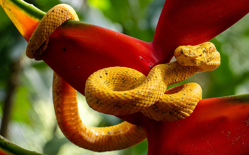 Yellow snake next to red flowers  from Chrome web store to be run with OffiDocs Chromium online Yellow snake next to red flowers  from Chrome web store to be run with OffiDocs Chromium online