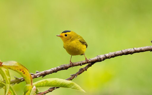 Yellow Songbird on Spring Branch  from Chrome web store to be run with OffiDocs Chromium online