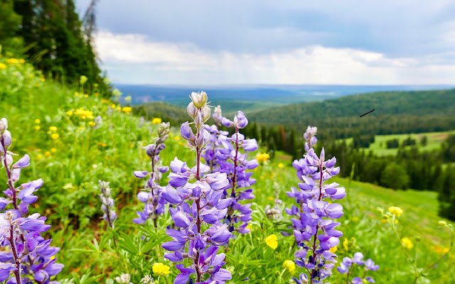 Chrome 网上商店中的 Yellowstone Wildflowers 将通过 OffiDocs Chromium 在线运行