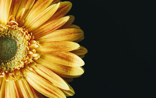 Yellow sunflower  from Chrome web store to be run with OffiDocs Chromium online