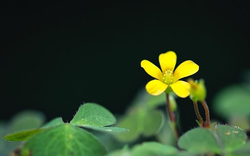 Yellow tamarind flowers  from Chrome web store to be run with OffiDocs Chromium online