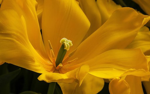 Yellow tulips  from Chrome web store to be run with OffiDocs Chromium online