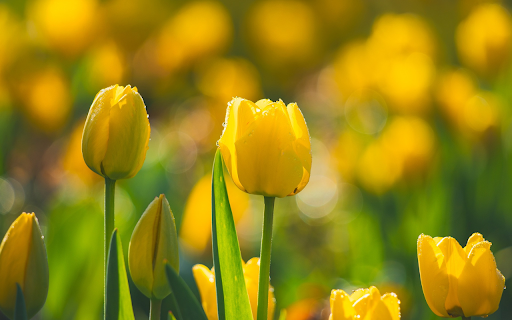 yellow tulips covered in dew  from Chrome web store to be run with OffiDocs Chromium online