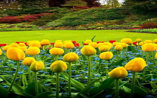 Yellow tulips wallpaper  from Chrome web store to be run with OffiDocs Chromium online Yellow tulips wallpaper  from Chrome web store to be run with OffiDocs Chromium online