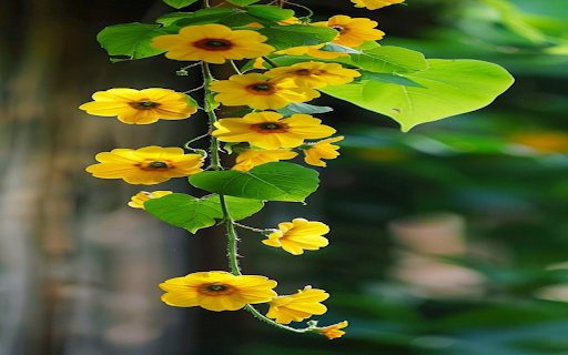 Yellow vines wallpaper  from Chrome web store to be run with OffiDocs Chromium online