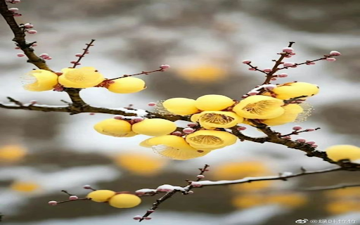 Yellow wax apricot flower wallpaper  from Chrome web store to be run with OffiDocs Chromium online