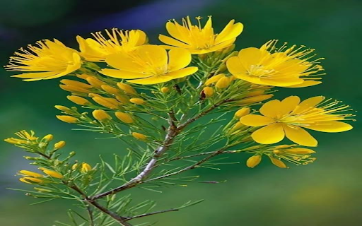 Yellow Wildflower Wallpaper  from Chrome web store to be run with OffiDocs Chromium online