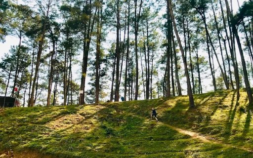 Yen Minh Pine Forest – The Dreamy Green Wonderland of Ha Giang  from Chrome web store to be run with OffiDocs Chromium online