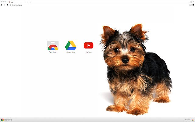 Motyw Yorkshire Terrier ze sklepu internetowego Chrome, który można uruchamiać w trybie online za pomocą OffiDocs Chromium
