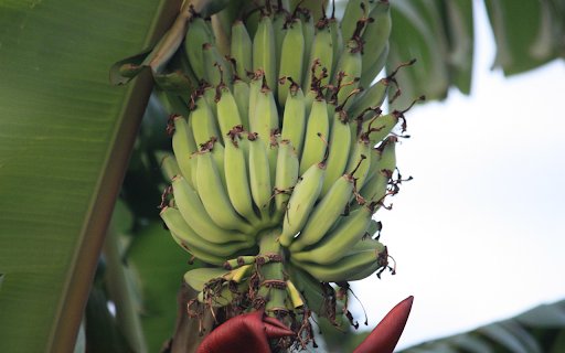 Young bananas from Chrome web store to be run with OffiDocs Chromium online Young bananas from Chrome web store to be run with OffiDocs Chromium online