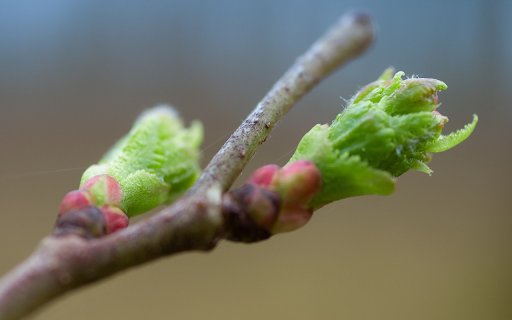 Young buds  from Chrome web store to be run with OffiDocs Chromium online