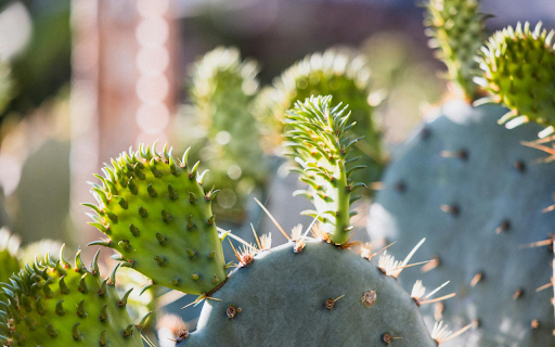 Young cacti  from Chrome web store to be run with OffiDocs Chromium online