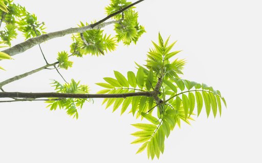 young green branches  from Chrome web store to be run with OffiDocs Chromium online