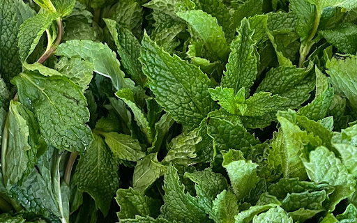 Young green herbs  from Chrome web store to be run with OffiDocs Chromium online