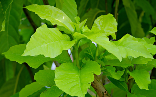 Young green leaves  from Chrome web store to be run with OffiDocs Chromium online