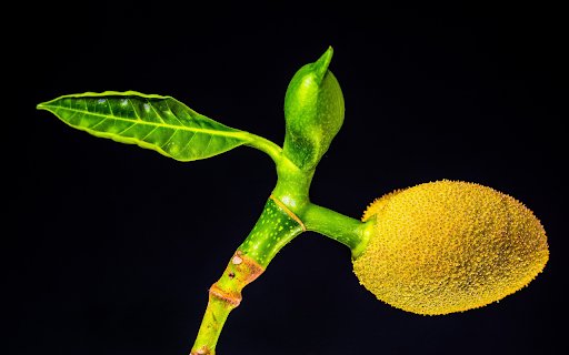 Young jackfruit sprouts  from Chrome web store to be run with OffiDocs Chromium online