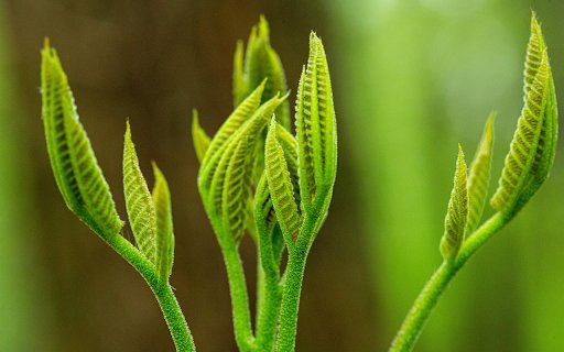 Young Leaf Buds  from Chrome web store to be run with OffiDocs Chromium online