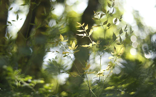 Young Leaves in the Sun  from Chrome web store to be run with OffiDocs Chromium online