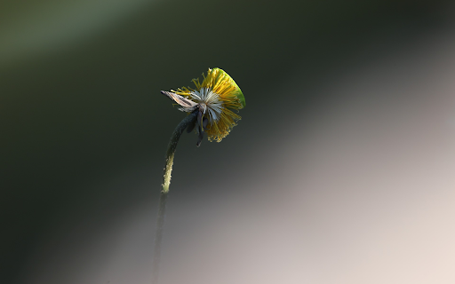 Young lotus stem  from Chrome web store to be run with OffiDocs Chromium online