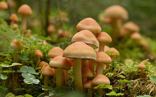 young mushroom  from Chrome web store to be run with OffiDocs Chromium online