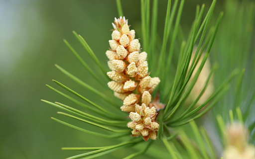 young pine cones  from Chrome web store to be run with OffiDocs Chromium online