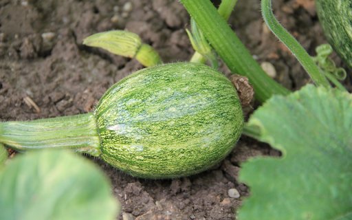 Young pumpkin  from Chrome web store to be run with OffiDocs Chromium online