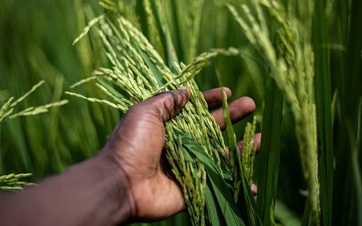 Young rice needs milk  from Chrome web store to be run with OffiDocs Chromium online