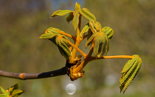 Young shoots in the sun  from Chrome web store to be run with OffiDocs Chromium online