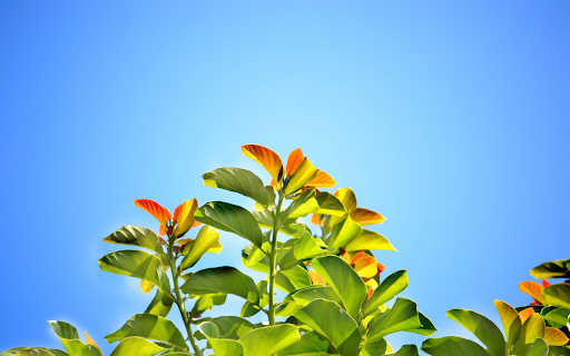 Young sprouts rise  from Chrome web store to be run with OffiDocs Chromium online