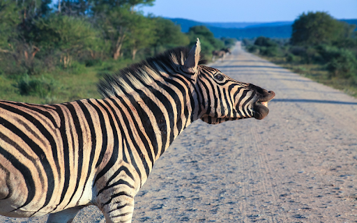 Zebra on the Road  from Chrome web store to be run with OffiDocs Chromium online