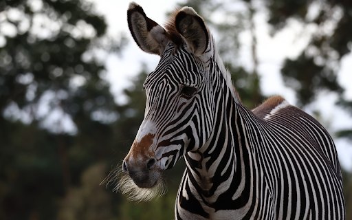 Zebras and beards  from Chrome web store to be run with OffiDocs Chromium online