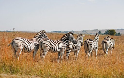 Zebras in the Savannah  from Chrome web store to be run with OffiDocs Chromium online