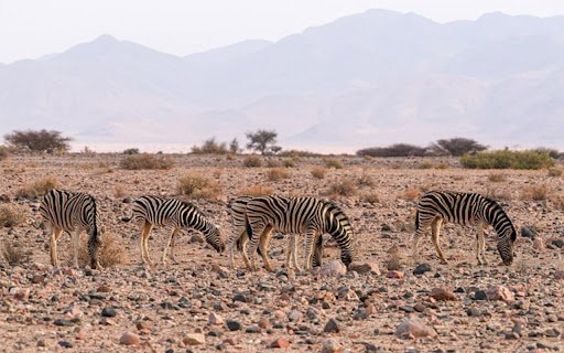 ZEBRA Theme  from Chrome web store to be run with OffiDocs Chromium online
