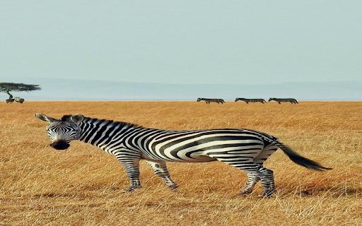 Zebra wallpaper  from Chrome web store to be run with OffiDocs Chromium online