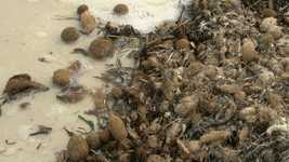 Free download Sea Algae Sand -  free video to be edited with OpenShot online video editor