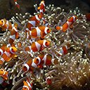 Sea anemones playing among the coral reefs  screen for extension Chrome web store in OffiDocs Chromium