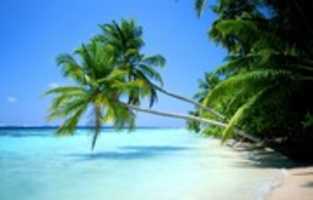Free download sea-beach-coconut free photo or picture to be edited with GIMP online image editor