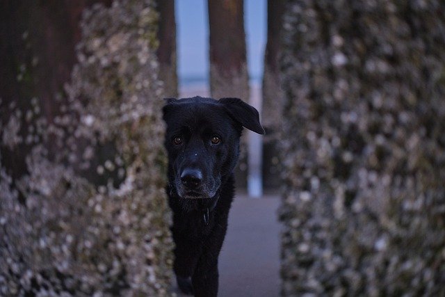 Free download sea beach dog pet black dog free picture to be edited with GIMP free online image editor