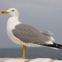 Sea bird  screen for extension Chrome web store in OffiDocs Chromium