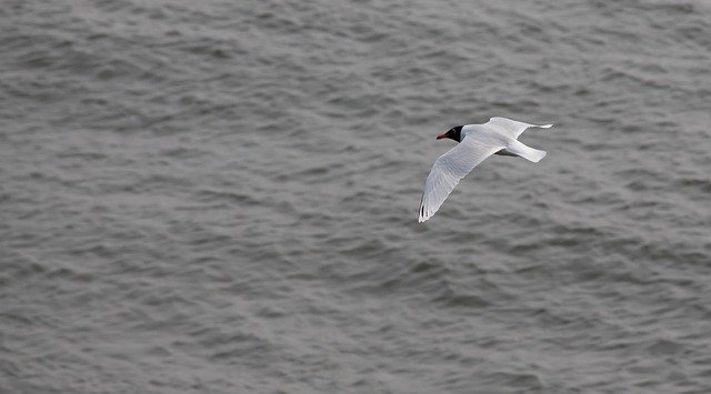 Free download sea bird grey sea uk sea bird free picture to be edited with GIMP free online image editor