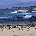 Seabirds  screen for extension Chrome web store in OffiDocs Chromium