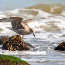 Seabirds catch fish  screen for extension Chrome web store in OffiDocs Chromium