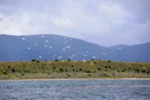 Free download Seabirds off Martillo Island free photo or picture to be edited with GIMP online image editor