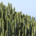 Sea cactus  screen for extension Chrome web store in OffiDocs Chromium